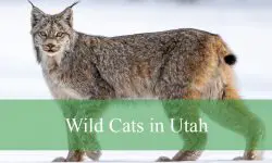 3 Types of Wild Cats in Utah (With Pictures and Identification)