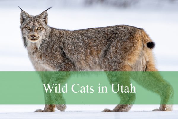 Wild Cats in Utah