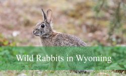 5 Types of Wild Rabbits in Wyoming (Pictures and Identification)