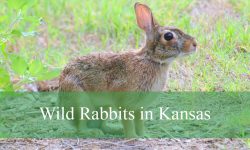 4 Types of Wild Rabbits in Kansas (With Pictures and Identification)