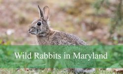 4 Types of Wild Rabbits in Maryland (Pictures and Identification)