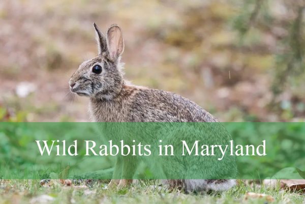 Wild Rabbits in Maryland