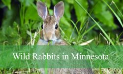 3 Types of Wild Rabbits in Minnesota (Pictures and Identification)