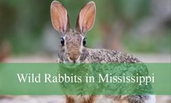 2 Types of Wild Rabbits in Mississippi (Pictures and Identification)