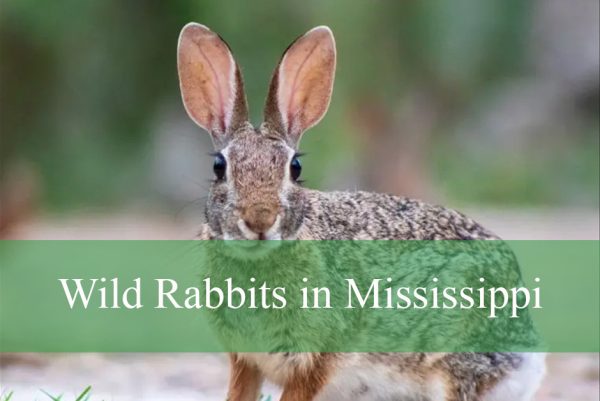Wild Rabbits in Mississippi