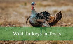 3 Types of Wild Turkeys in Texas (With Pictures and Identification)