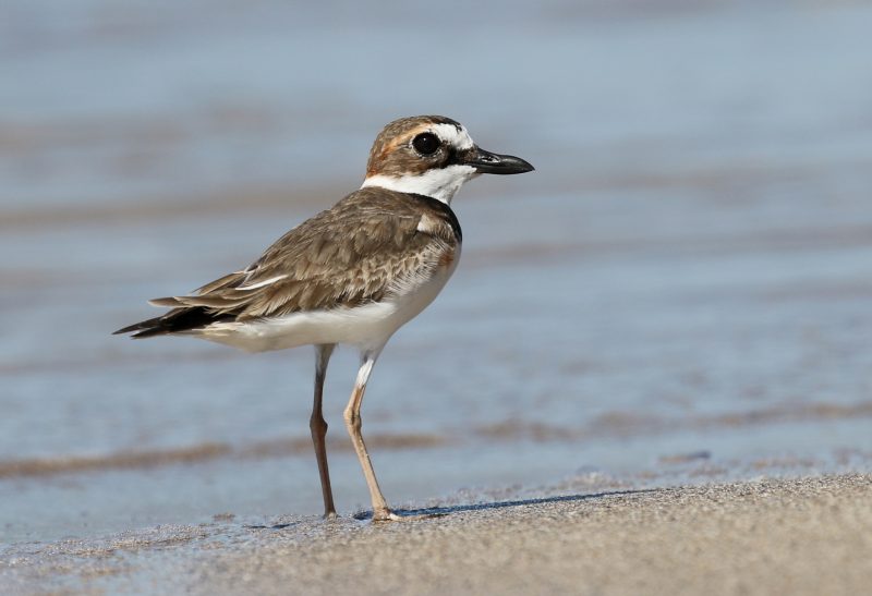 Plovers in Florida