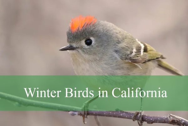 Winter Birds in California