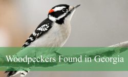 9 Woodpeckers in Georgia (With Pictures and Identification)