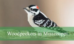 9 Types of Woodpeckers in Mississippi (Pictures and Identification)
