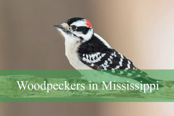 Woodpeckers in Mississippi