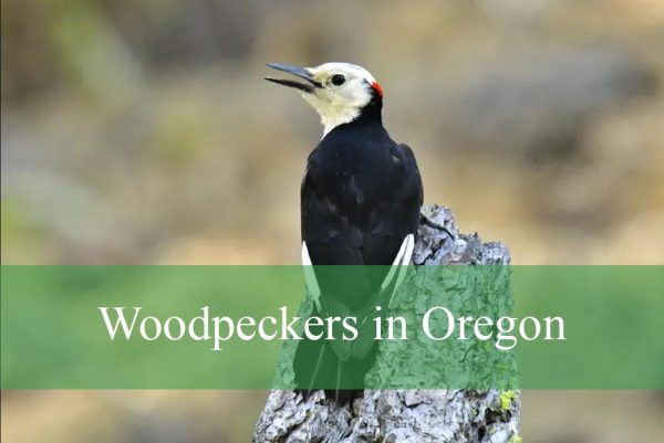 Woodpeckers in Oregon