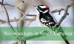 8 Woodpeckers in South Carolina (With Pictures and Identification)