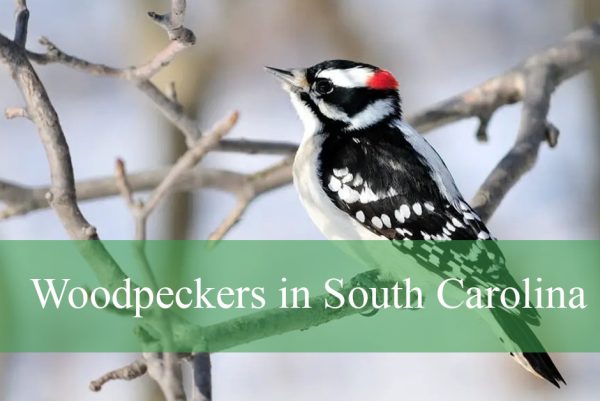 Woodpeckers in South Carolina