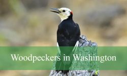 13 Woodpeckers in Washington (With Pictures and Identification)