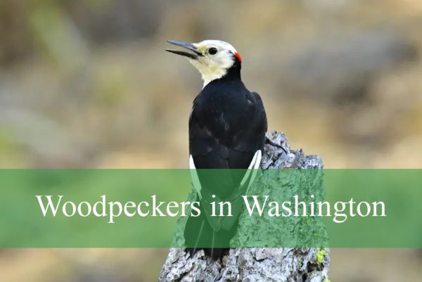 Woodpeckers in Washington