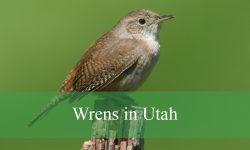6 Types of Wrens in Utah (With Pictures and Identification)