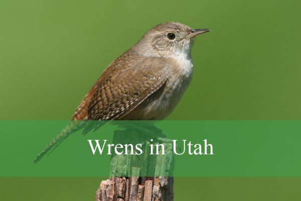 Wrens in Utah