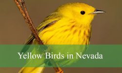 17 Types of Yellow Birds in Nevada (Pictures and Identification)