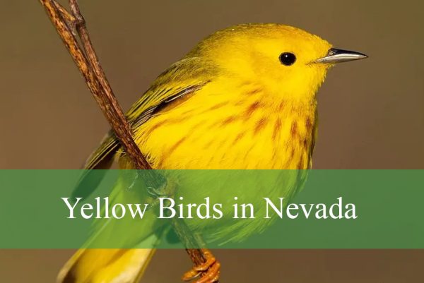 Yellow Birds in Nevada