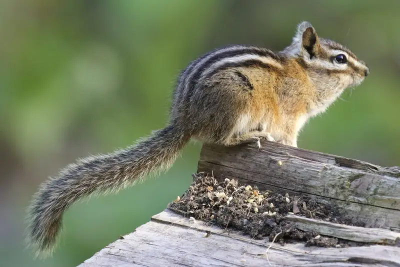 Chipmunks in Colorado