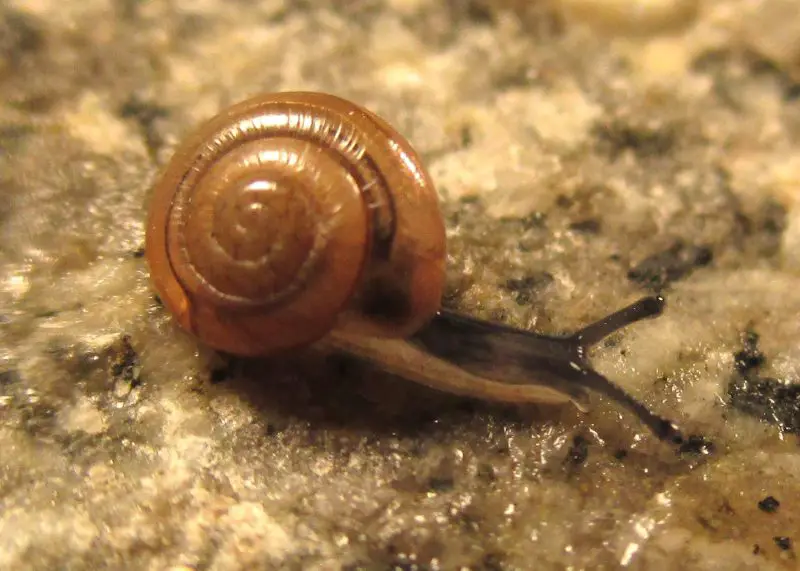 Invasive Snails and Slugs in Hawaiʻi