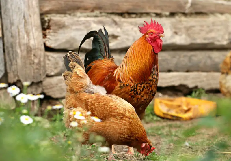 Feral Chickens in Florida
