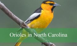 3 Types of Orioles in North Carolina (Pictures and Identification)