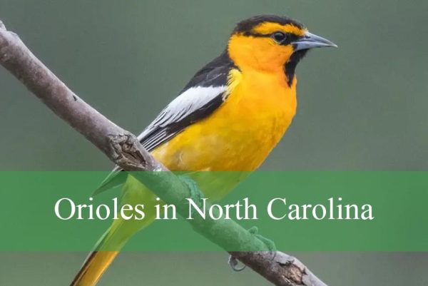 Orioles in North Carolina