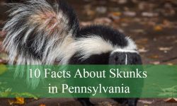 10 Facts About Skunks in Pennsylvania That Will Stun You