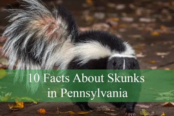 10 Facts About Skunks in Pennsylvania