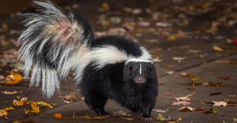 10 Facts About Skunks in Pennsylvania