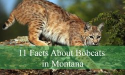 11 Facts About Bobcats in Montana You Should Know