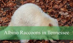 Are Albino Raccoons in Tennessee Real or Myth?