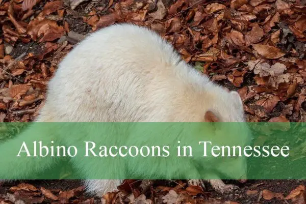 Albino Raccoons in Tennessee