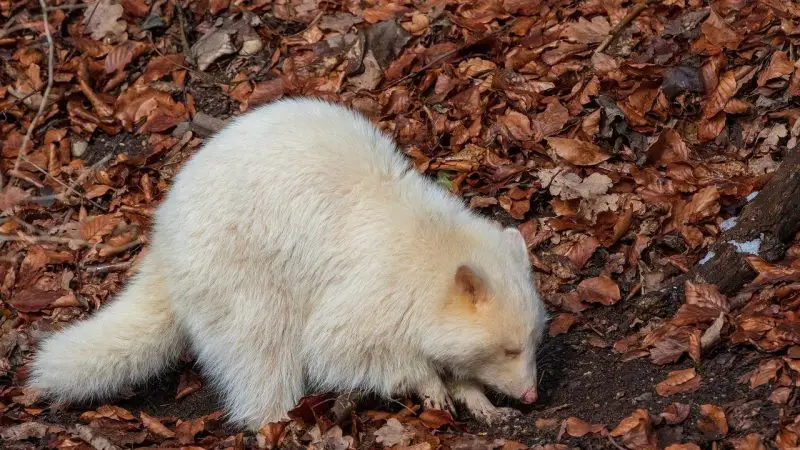 Albino Raccoons in Tennessee