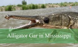 Little-Known Facts About Alligator Gar in Mississippi Rivers