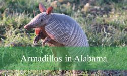 Secrets About Armadillos in Alabama That Will Surprise You