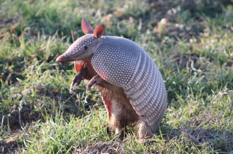 Armadillos in Alabama