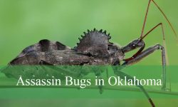 Why Are Assassin Bugs in Oklahoma Carrying Hidden Toxins?