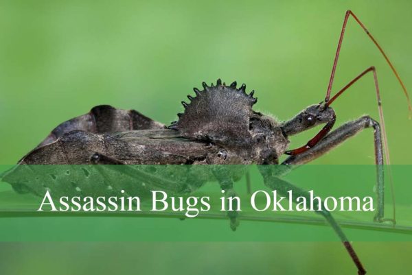 Assassin Bugs in Oklahoma