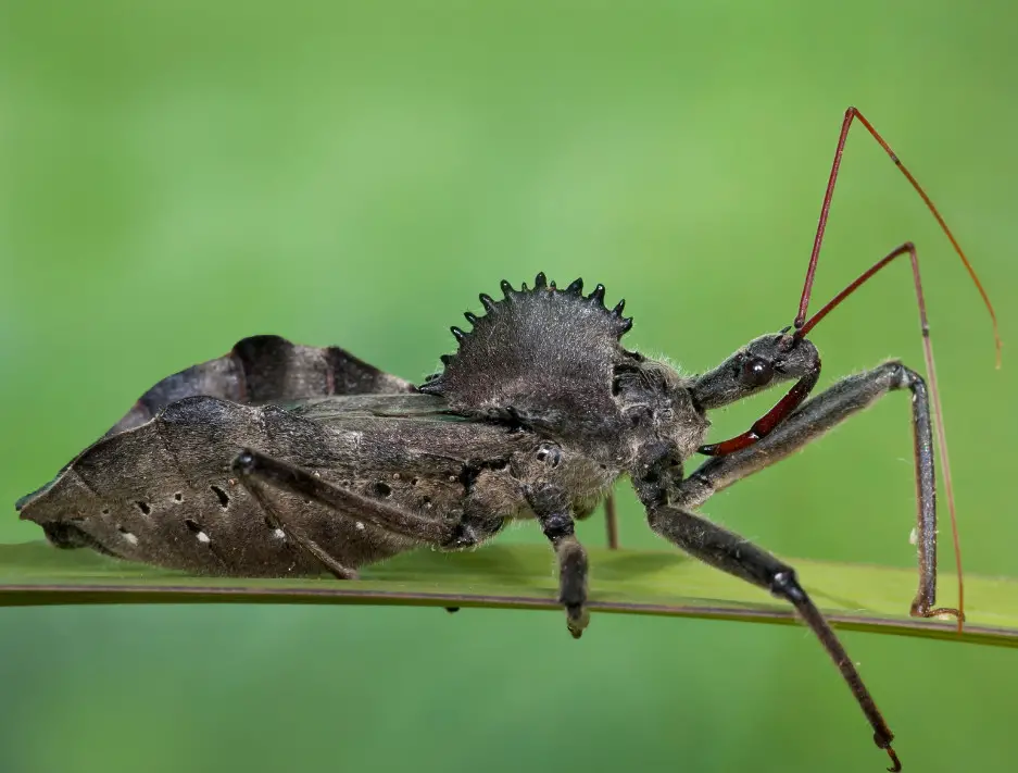 Assassin Bugs in Oklahoma