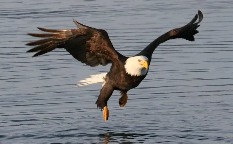 Eagles in South Dakota