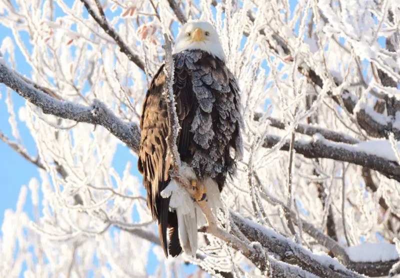 Bald Eagles Gather in Wisconsin During Winter