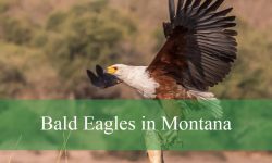 Secrets About Bald Eagles in Montana That Few Know