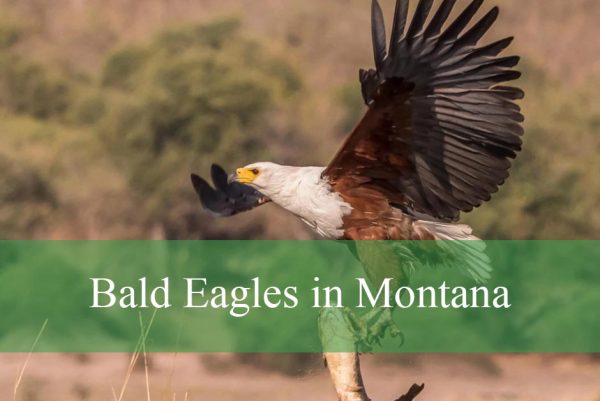 Bald Eagles in Montana