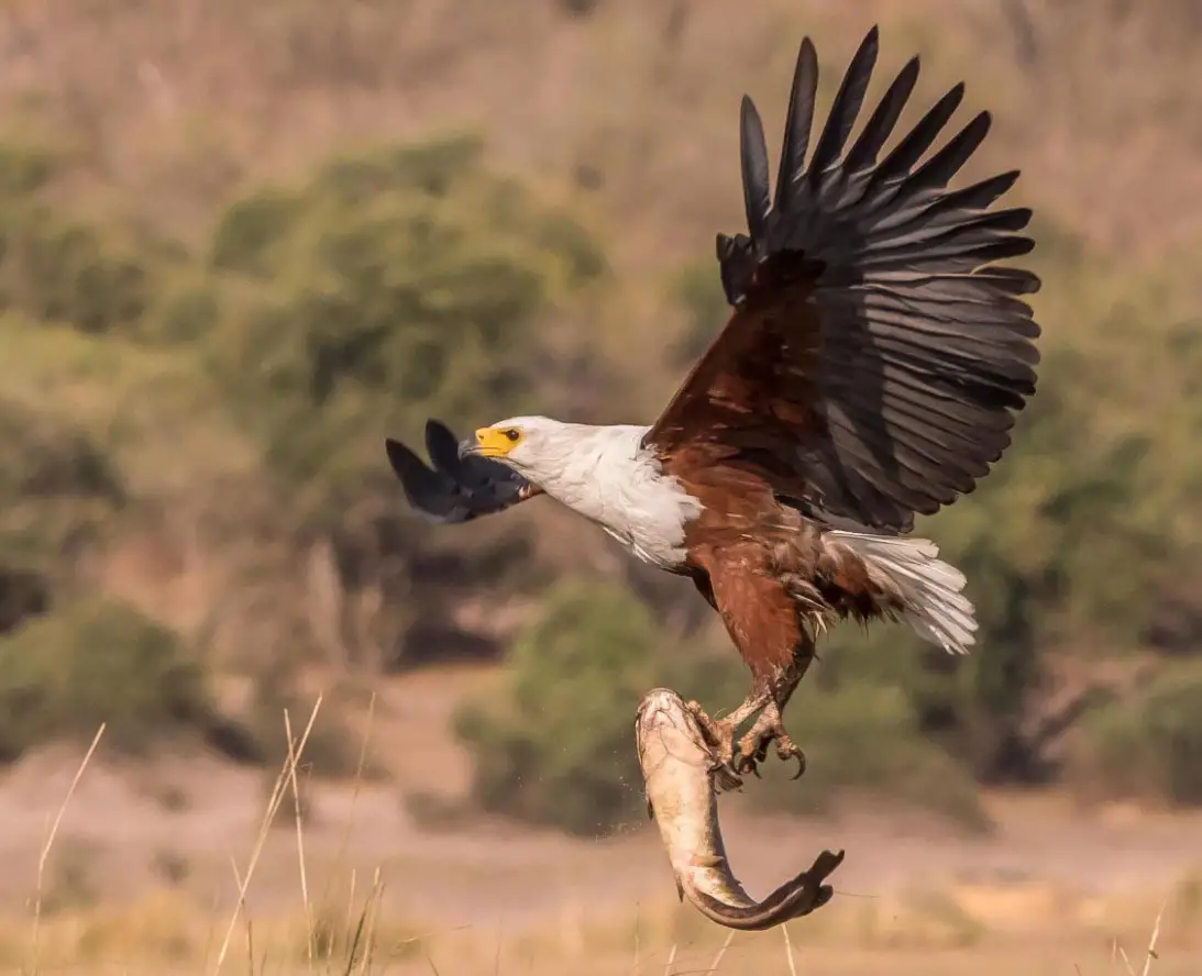Bald Eagles in Montana