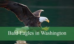 Secrets About Bald Eagles in Washington You Didn’t Know