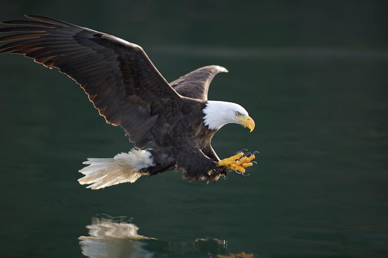 Bald Eagles in Washington