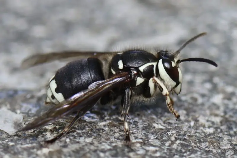 Deadly Wasps in Kansas
